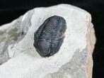 Nicely Inflated Gerastos Trilobite - #4133-1